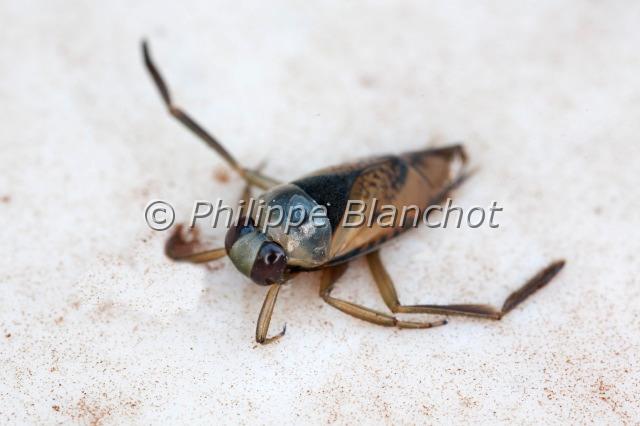 notonecta oblica.JPG - Notonecta oblicaNotonecteHemiptera, NotonectidaeMorbihan, France